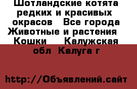 Шотландские котята редких и красивых  окрасов - Все города Животные и растения » Кошки   . Калужская обл.,Калуга г.